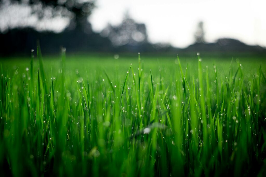 Keeping Your Garden Manageable All Year Round